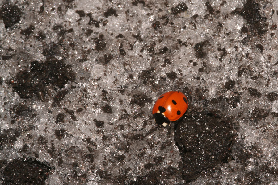 Il mistero della coccinella a 3000 m.....